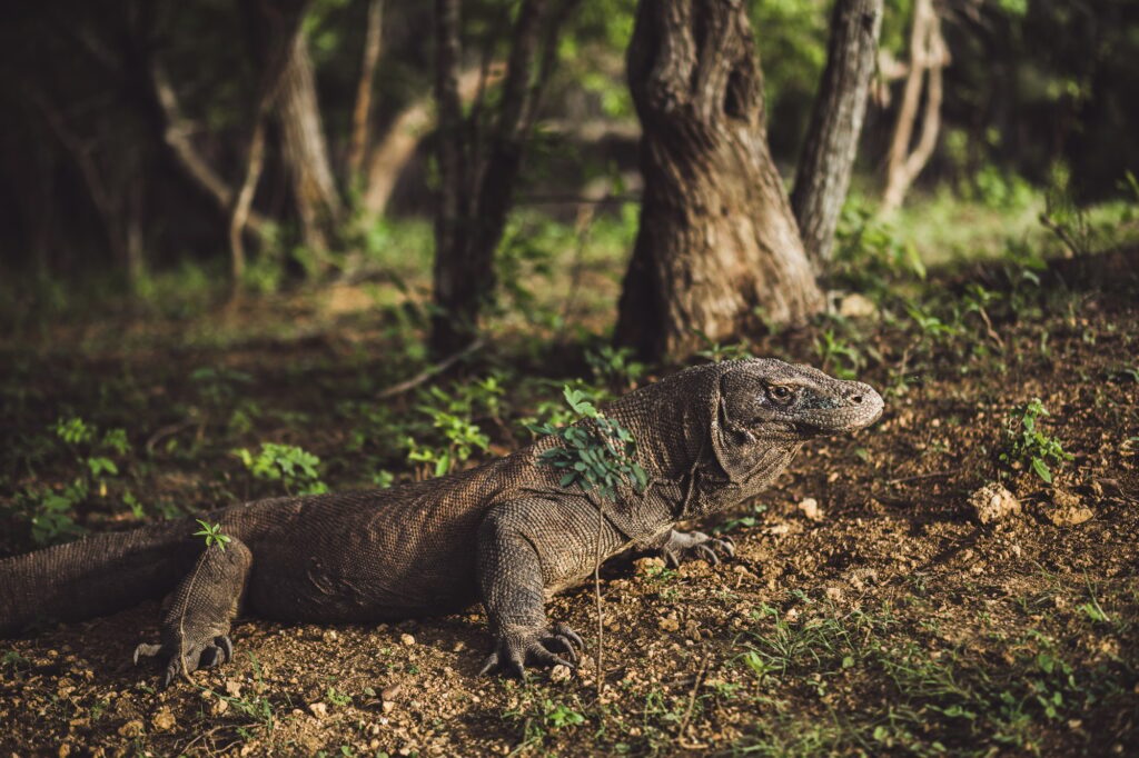 Komodo dragon close -up, scientific name: Varanus komodoensis. Natural habitat.