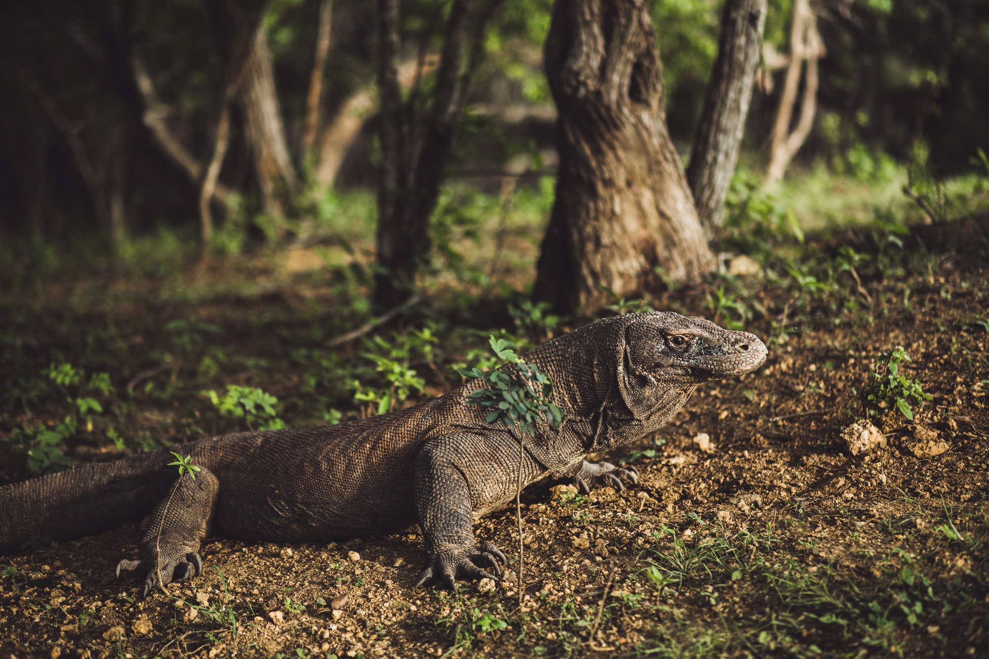 Komodo dragon close -up, scientific name: Varanus komodoensis. Natural habitat.