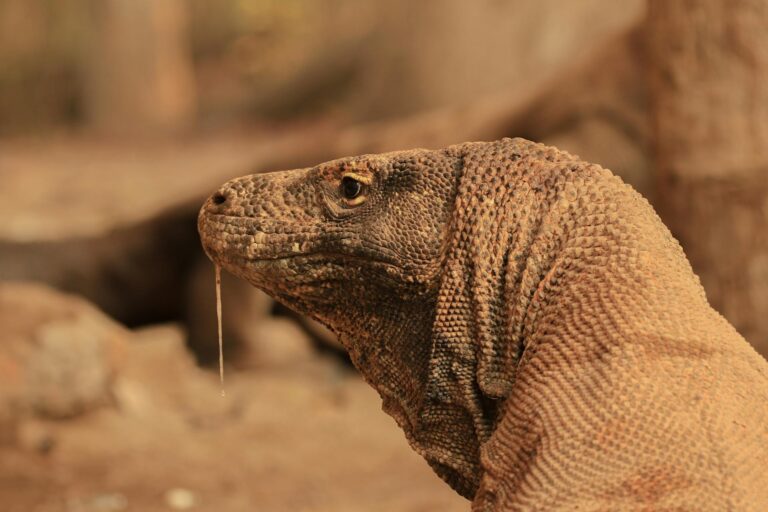 Komodo Dragon